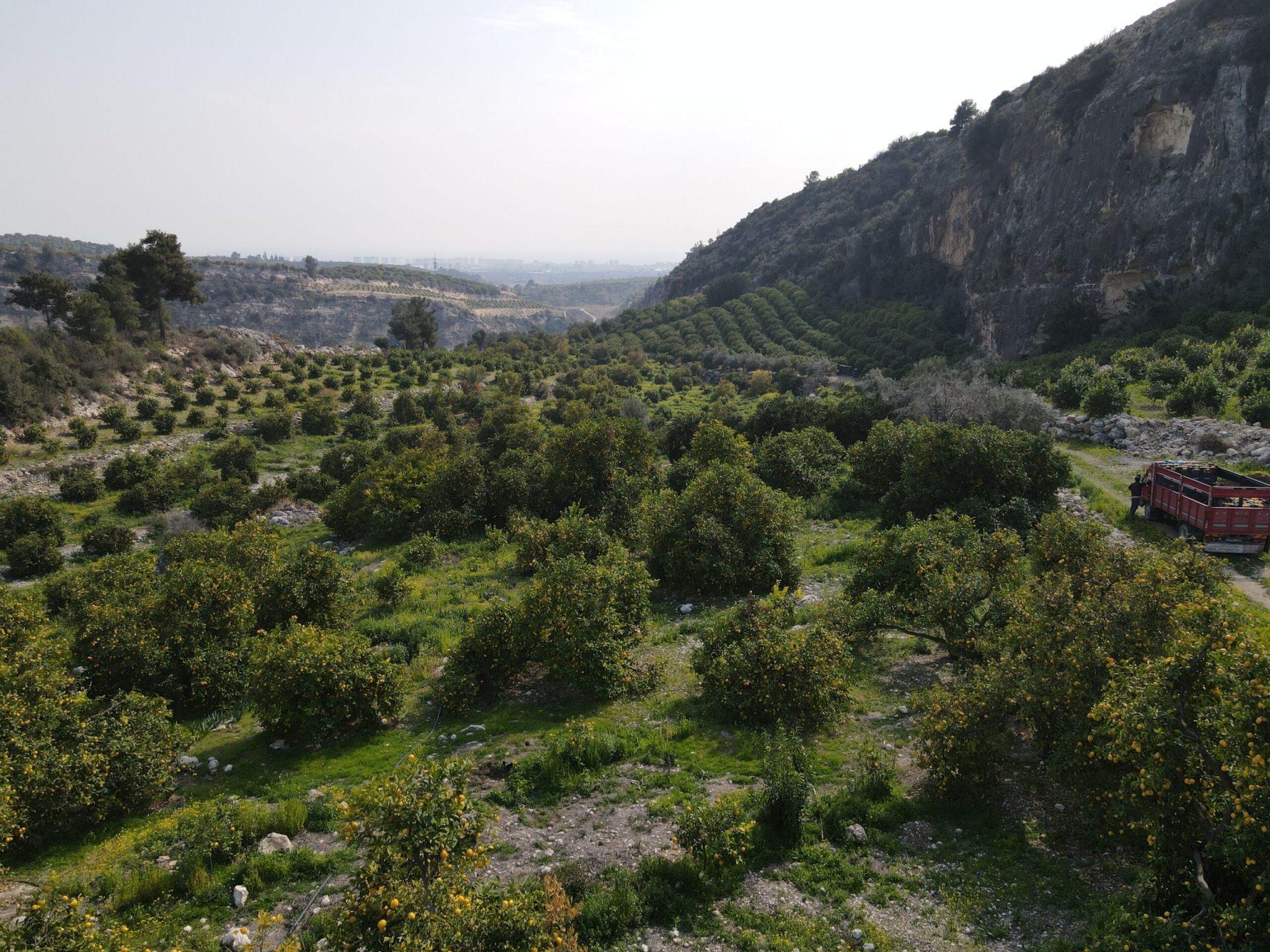 Mersin Erdemli Sarıyer Satılık Limon Bahçesi