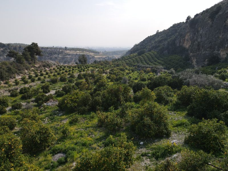 Mersin Erdemli Sarıyer Satılık Limon Bahçesi