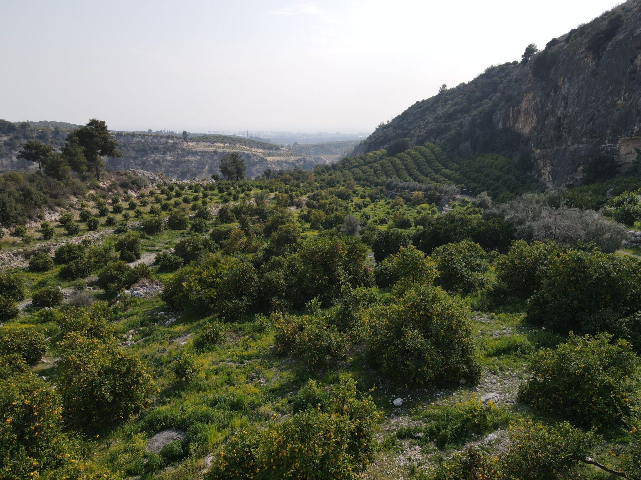 Mersin Erdemli Sarıyer Satılık Limon Bahçesi