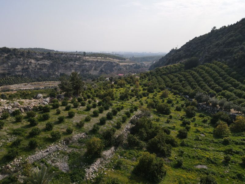 Mersin Erdemli Sarıyer Satılık Limon Bahçesi