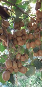Kiwi-Obstgarten zum Verkauf in Mersin Erdemli Siraç