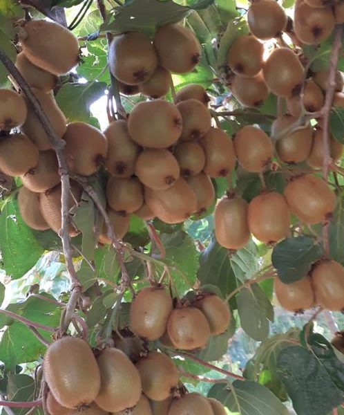 Mersin Erdemli Sıraç Satılık Kivi Bahçesi