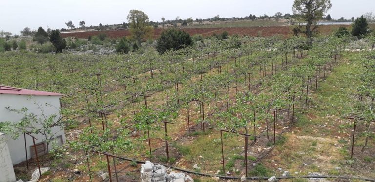 Kiwi-Obstgarten zum Verkauf in Mersin Erdemli Siraç