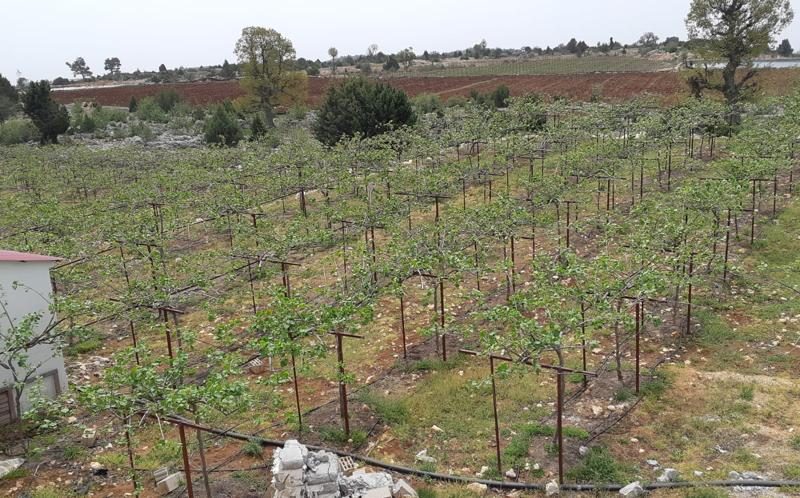 Mersin Erdemli Sıraç Satılık Kivi Bahçesi