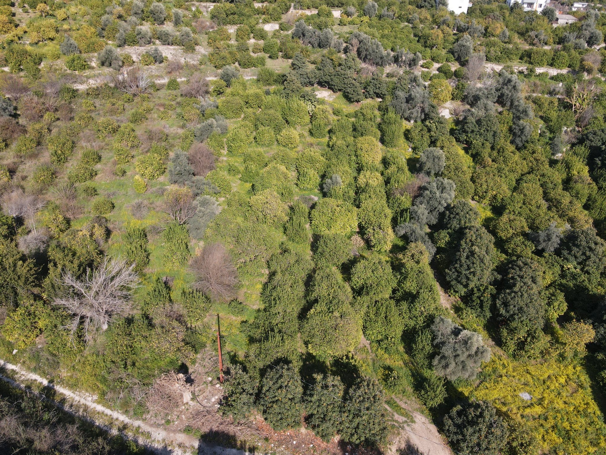 Zitronengarten in der Nachbarschaft von Mersin Erdemli Tabiye zu verkaufen