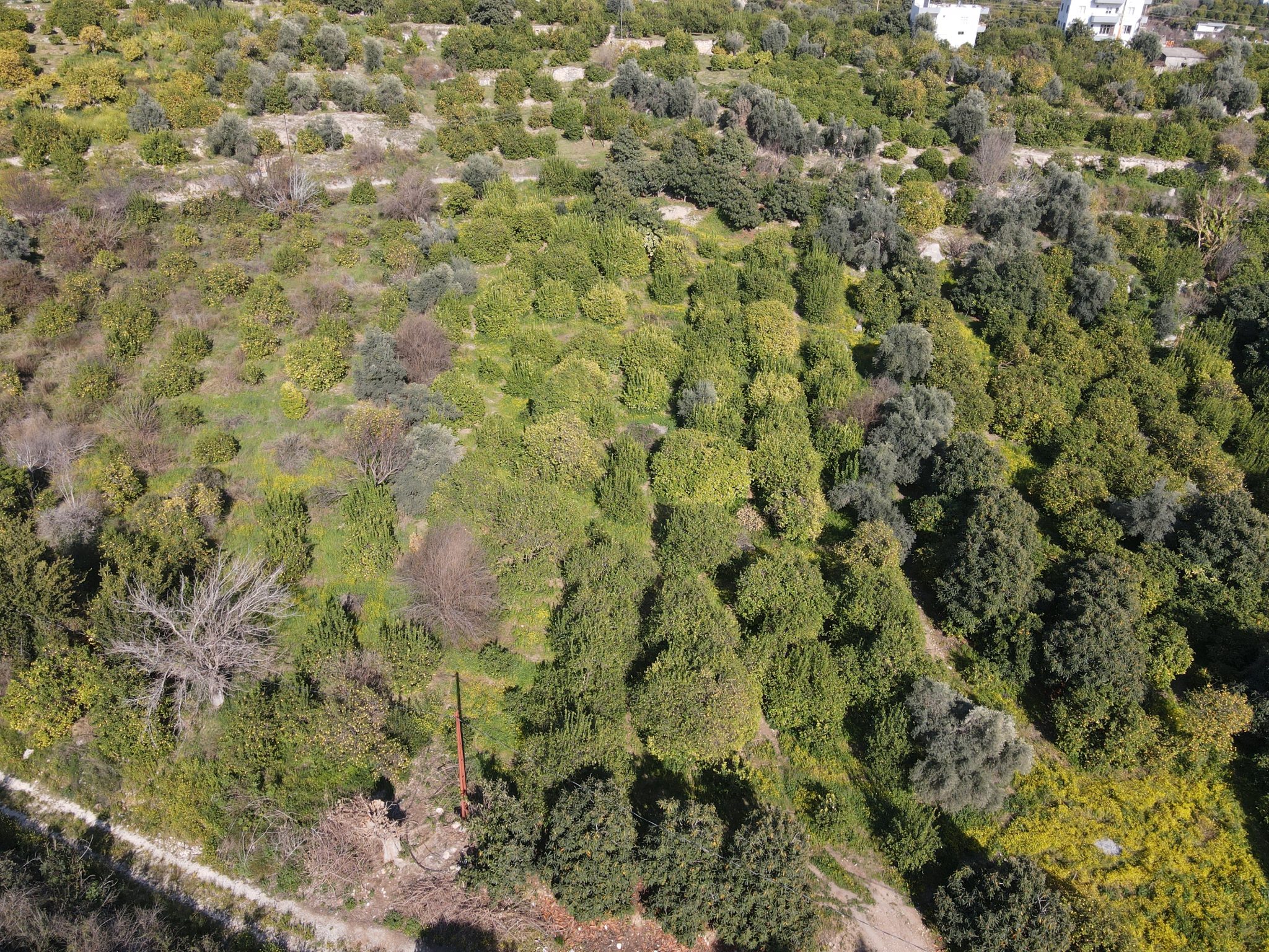 Zitronengarten in der Nachbarschaft von Mersin Erdemli Tabiye zu verkaufen