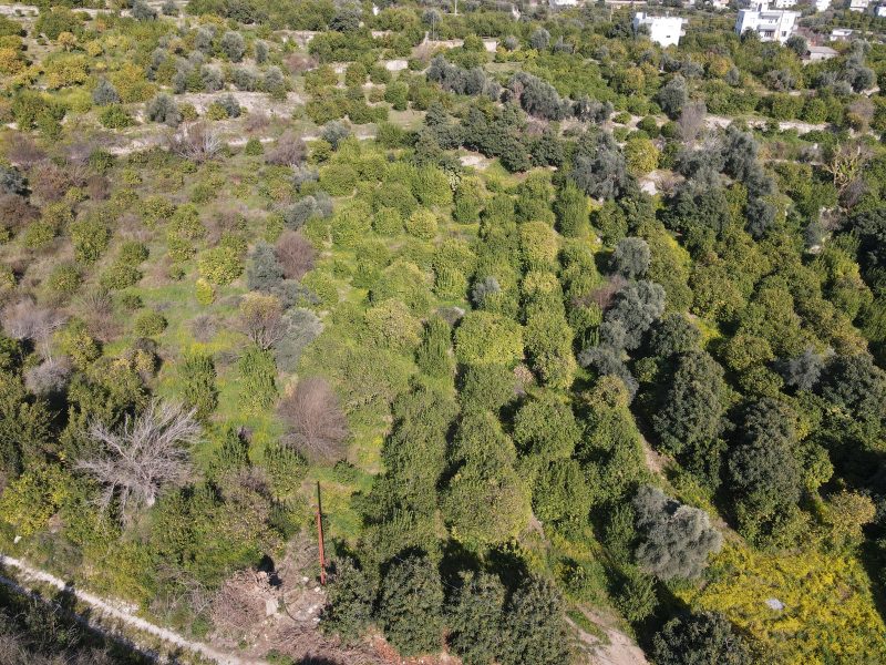 Mersin Erdemli Tabiye Mahallesi Satılık Limon Bahçesi