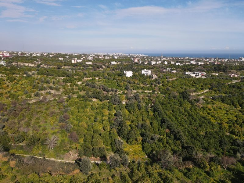 Mersin Erdemli Tabiye Mahallesi Satılık Limon Bahçesi