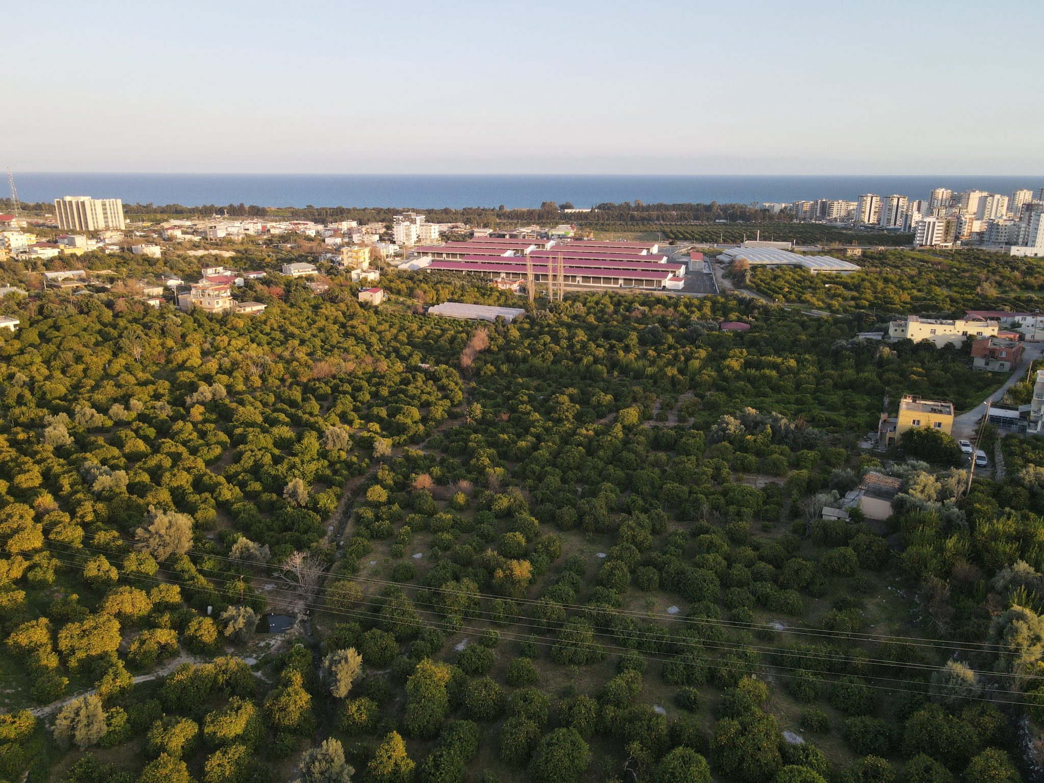 Lemon Orchard For Sale Near Mersin Erdemli Inspection Station