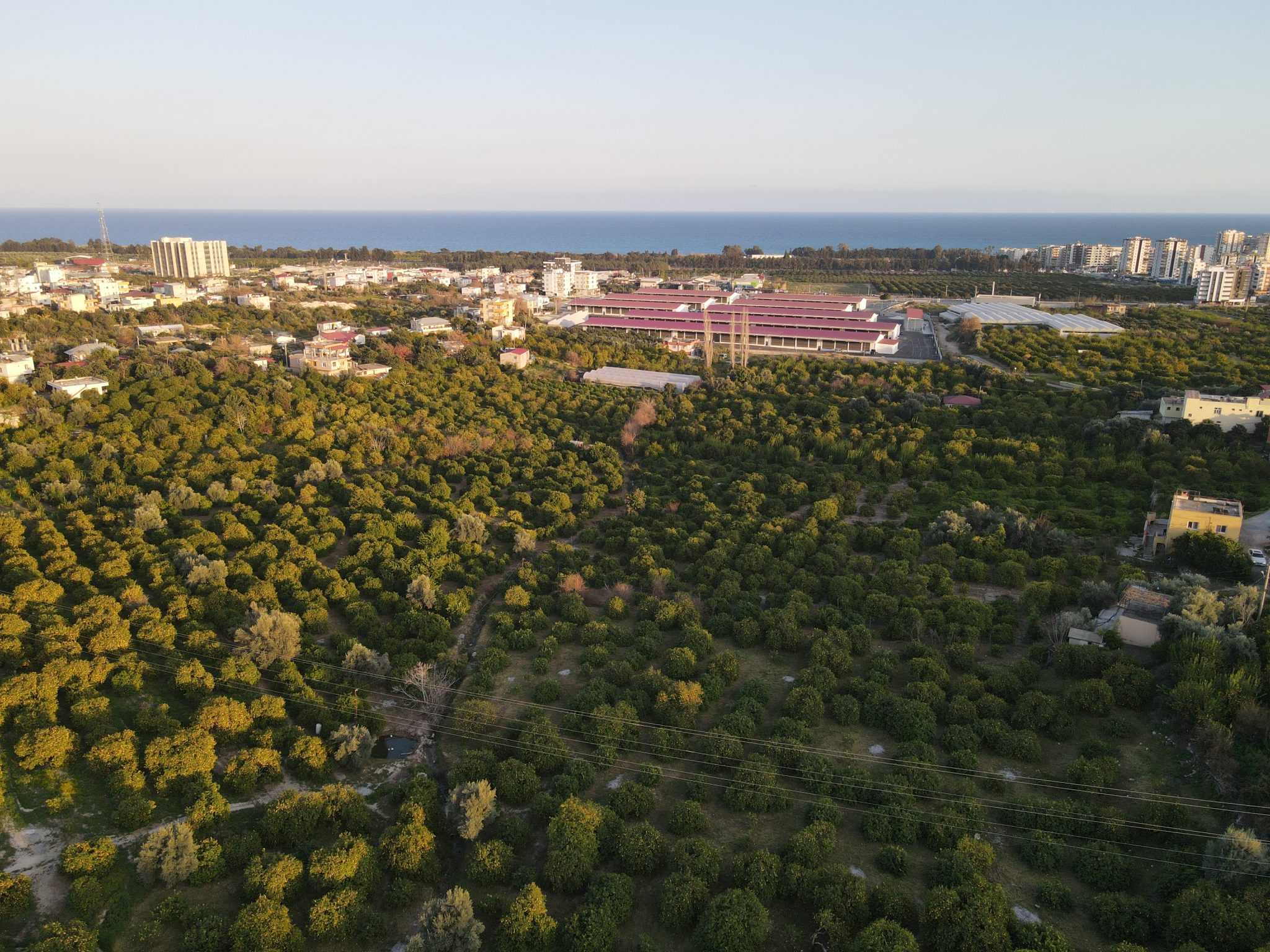 Lemon Orchard For Sale Near Mersin Erdemli Inspection Station
