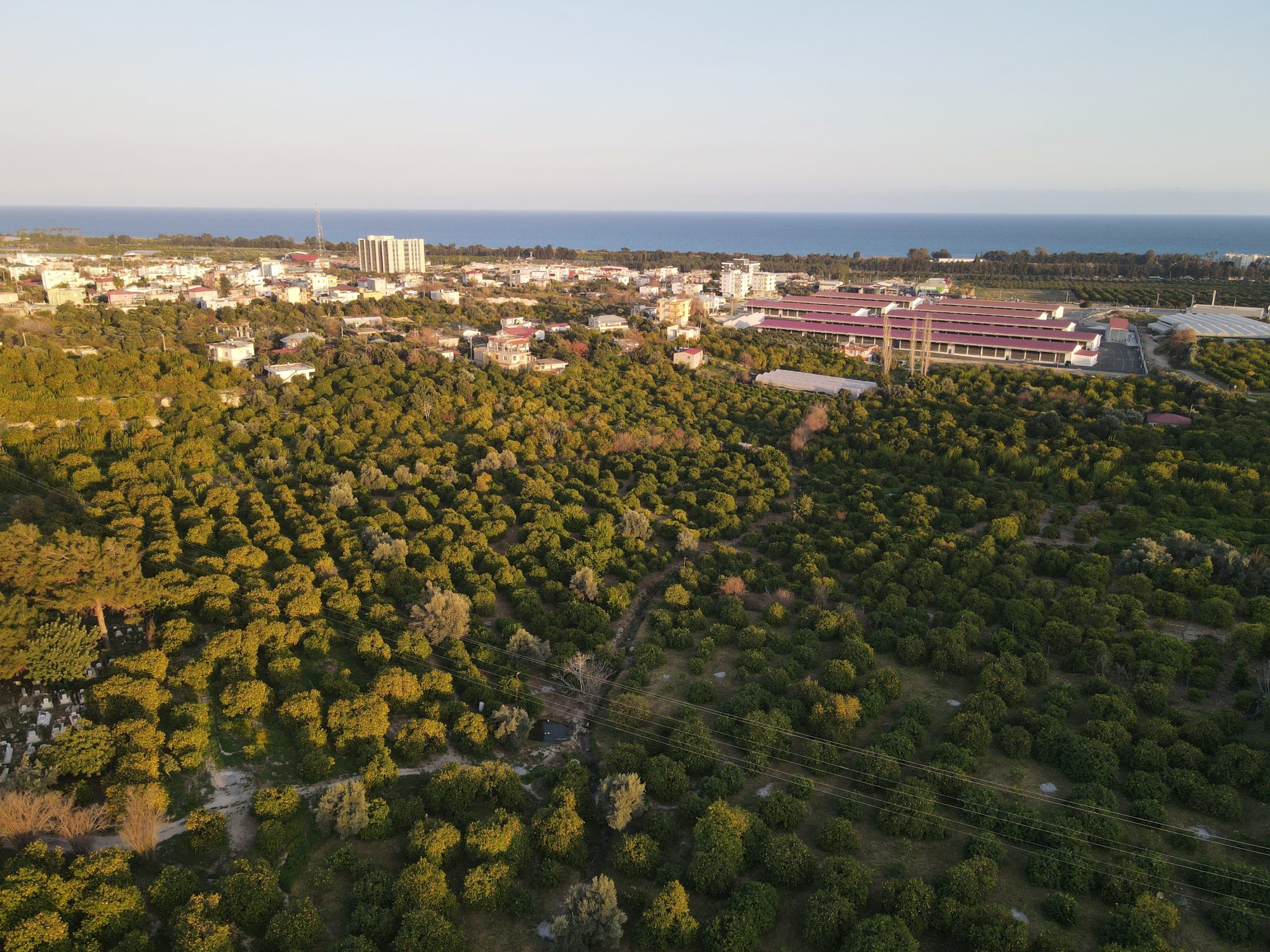 Lemon Orchard For Sale Near Mersin Erdemli Inspection Station