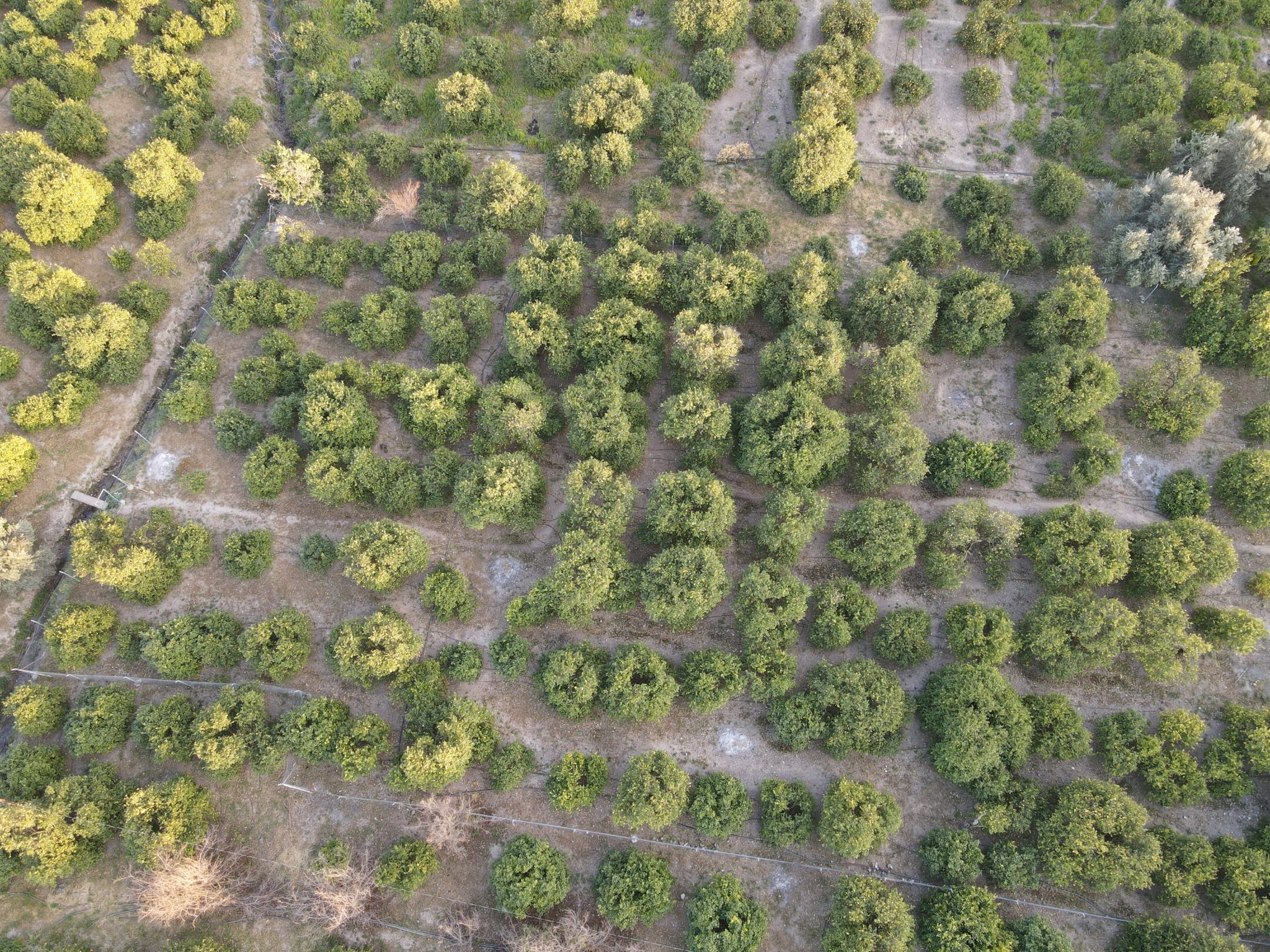 Lemon Orchard For Sale Near Mersin Erdemli Inspection Station