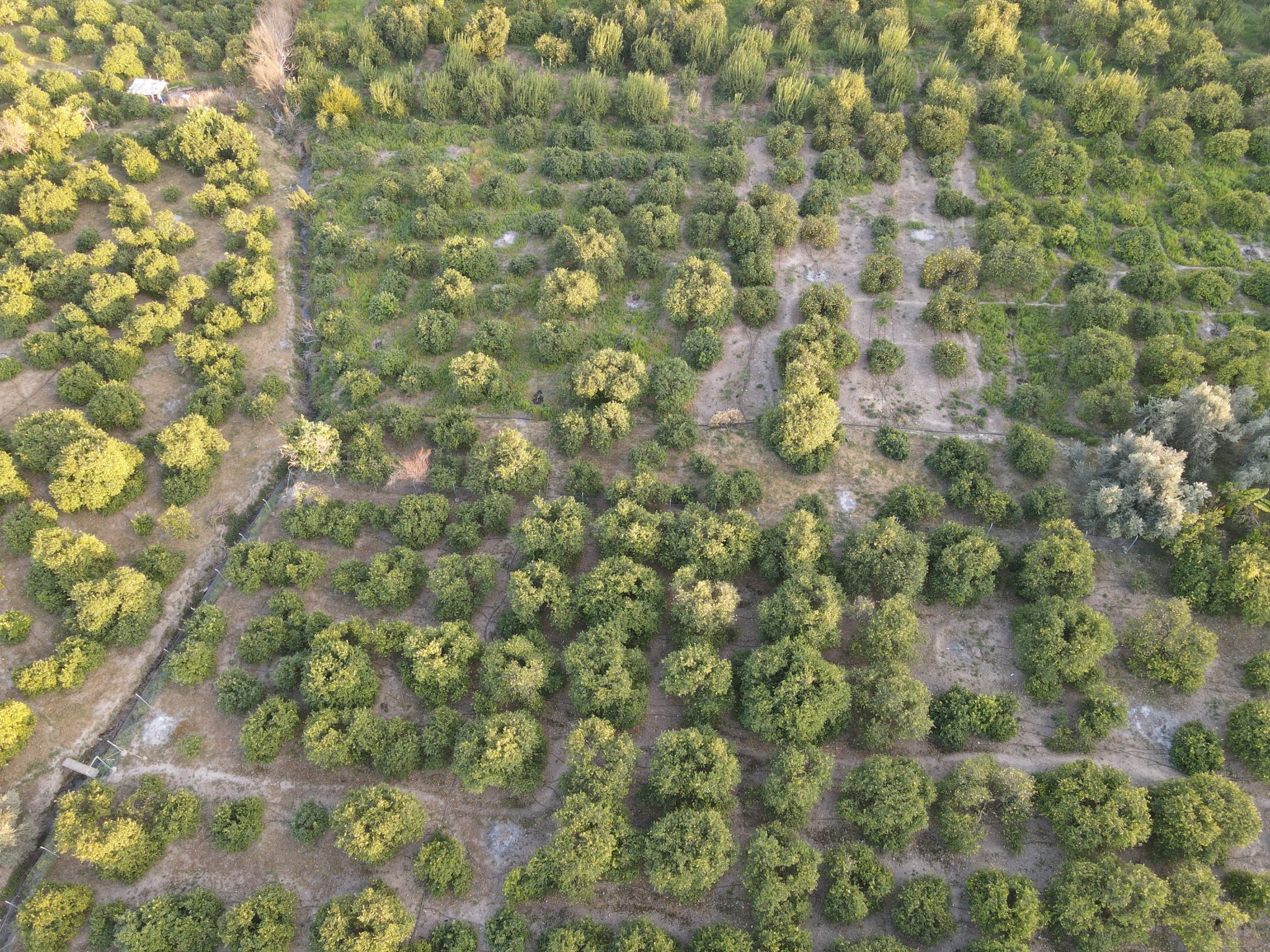 Lemon Orchard For Sale Near Mersin Erdemli Inspection Station