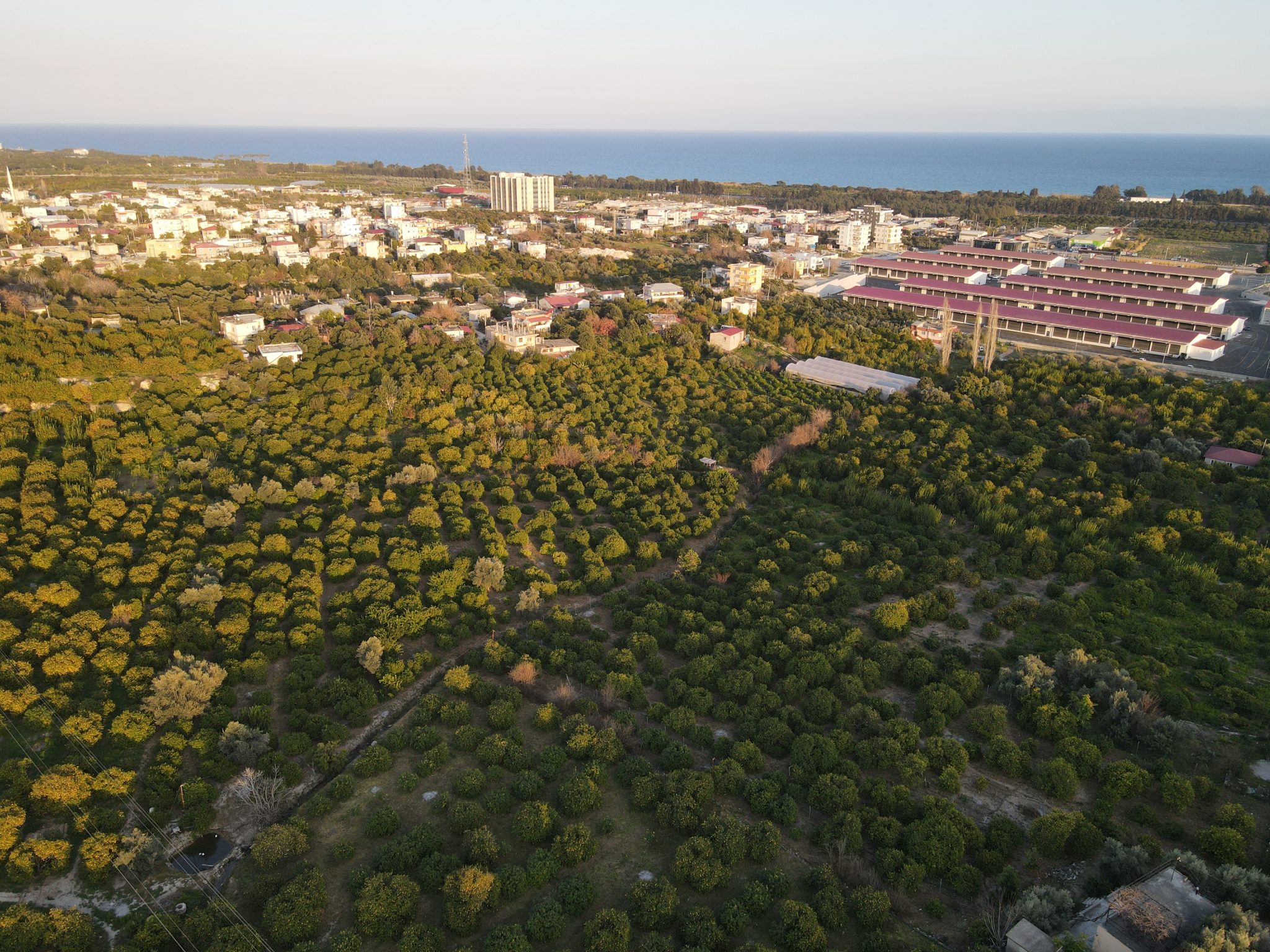 Lemon Orchard For Sale Near Mersin Erdemli Inspection Station