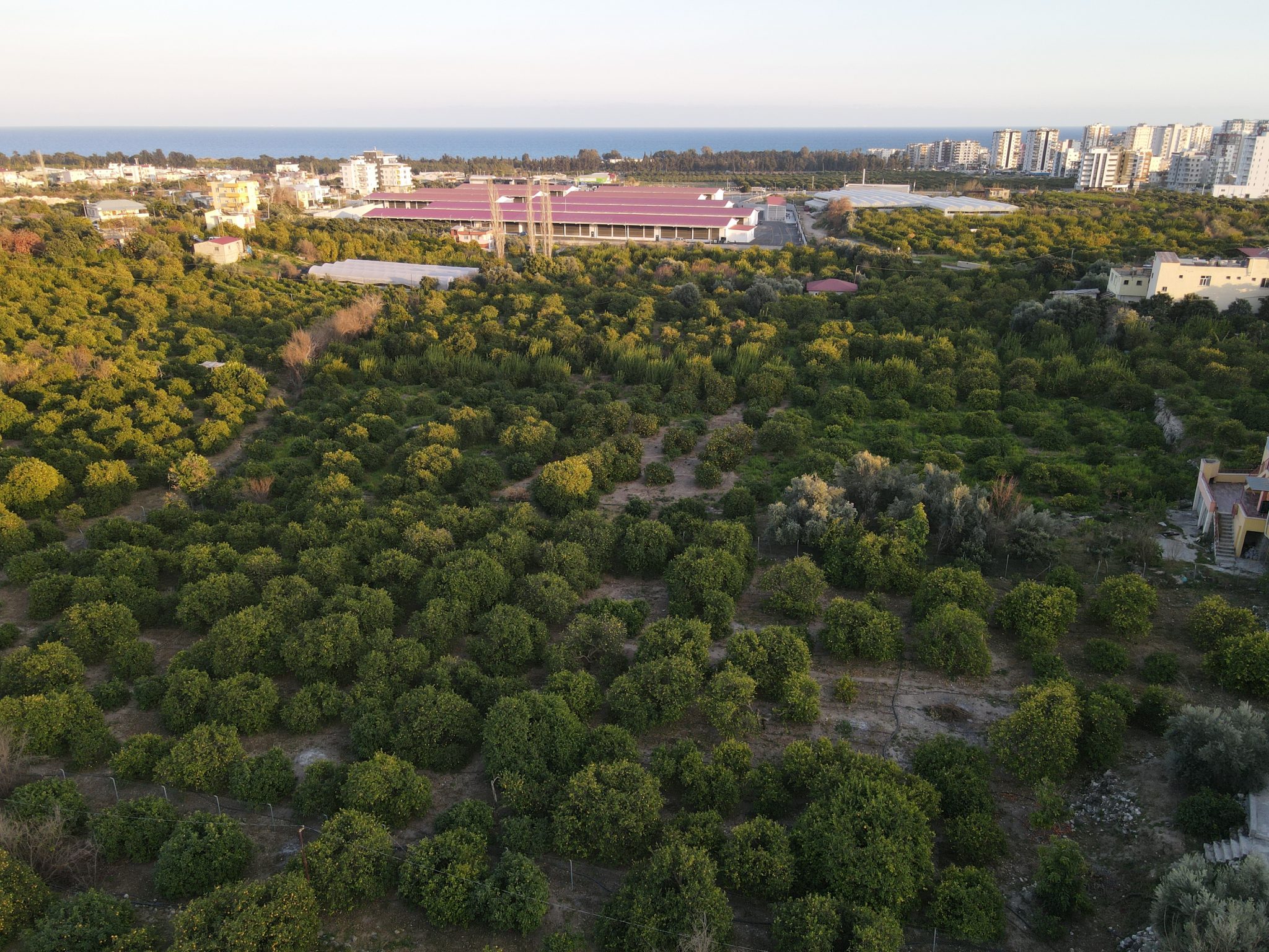 Lemon Orchard For Sale Near Mersin Erdemli Inspection Station