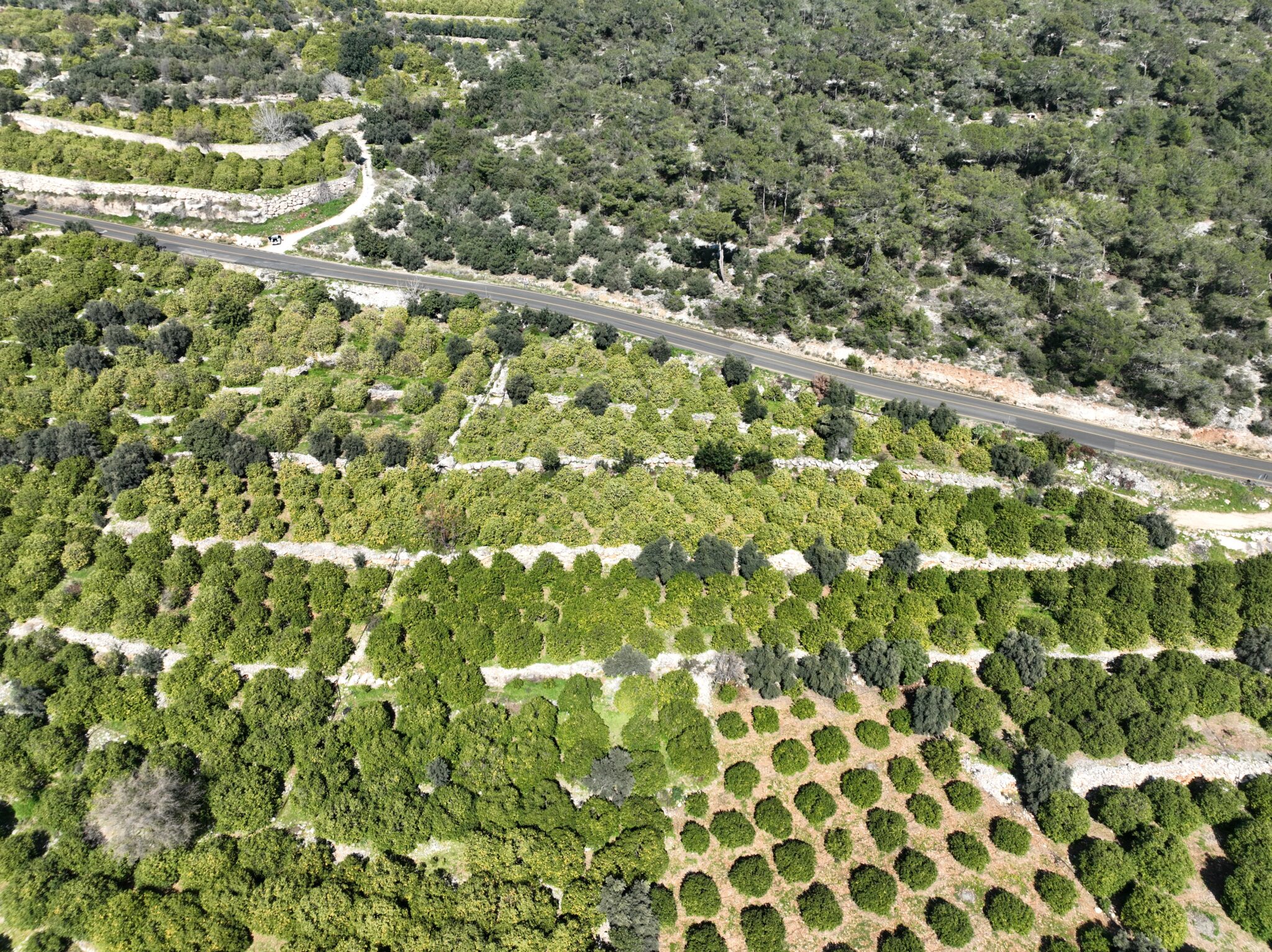 Mersin Erdemli Kumkuyu Tırtar Satılık Limon Bahçesi