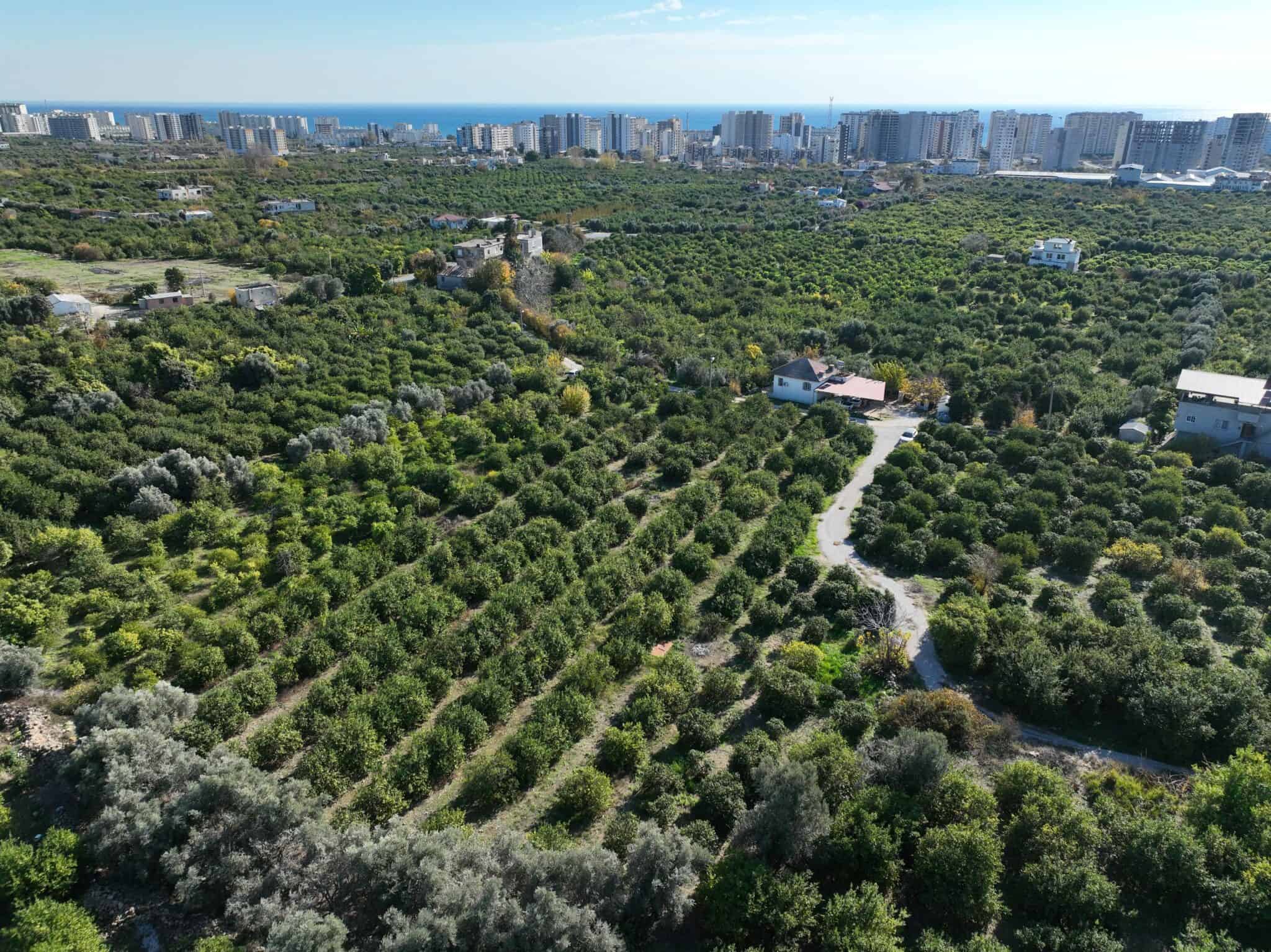 Mersin Erdemli Tömük Satılık Limon Bahçesi