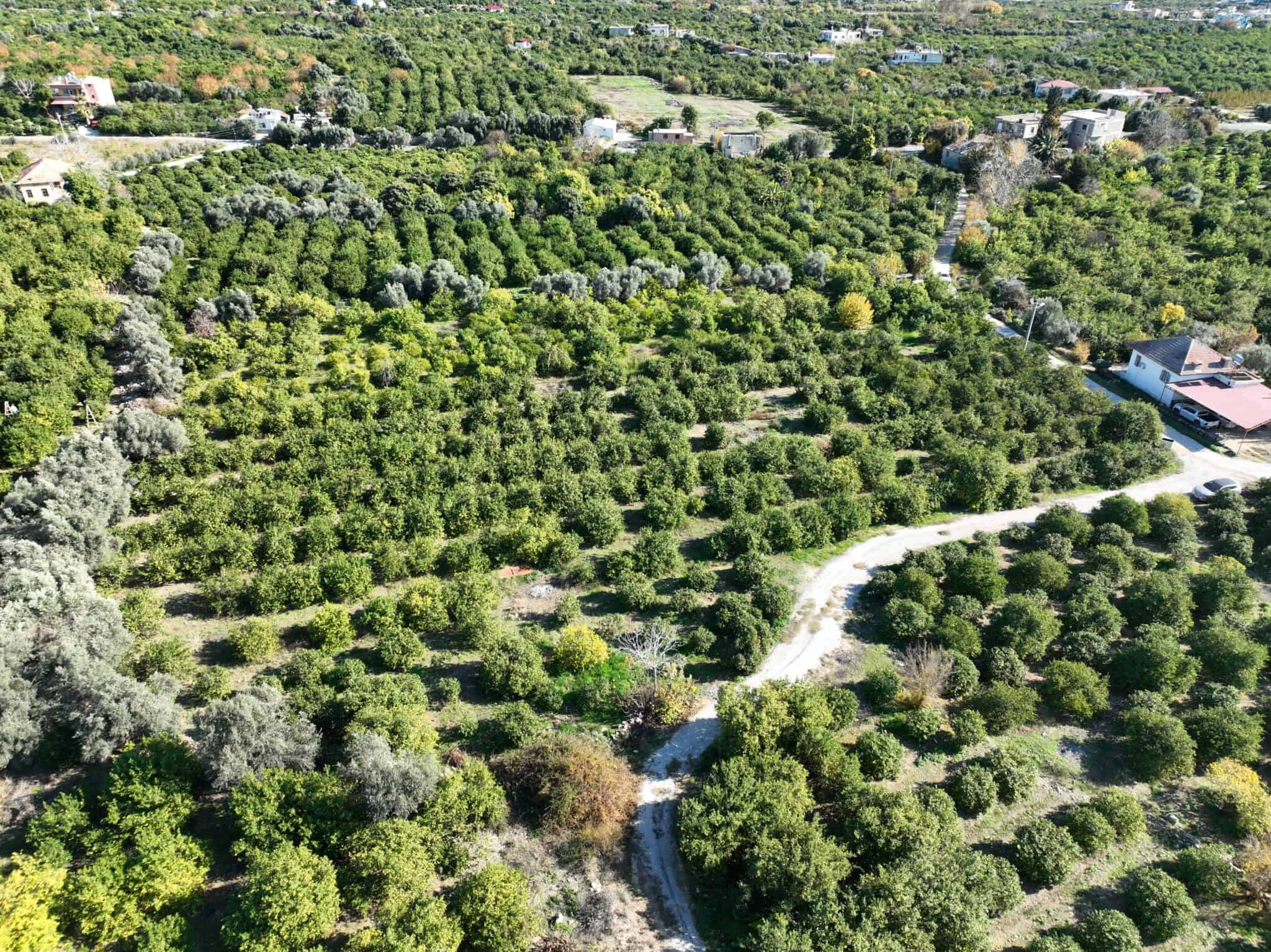 Mersin Erdemli Tömük Satılık Limon Bahçesi