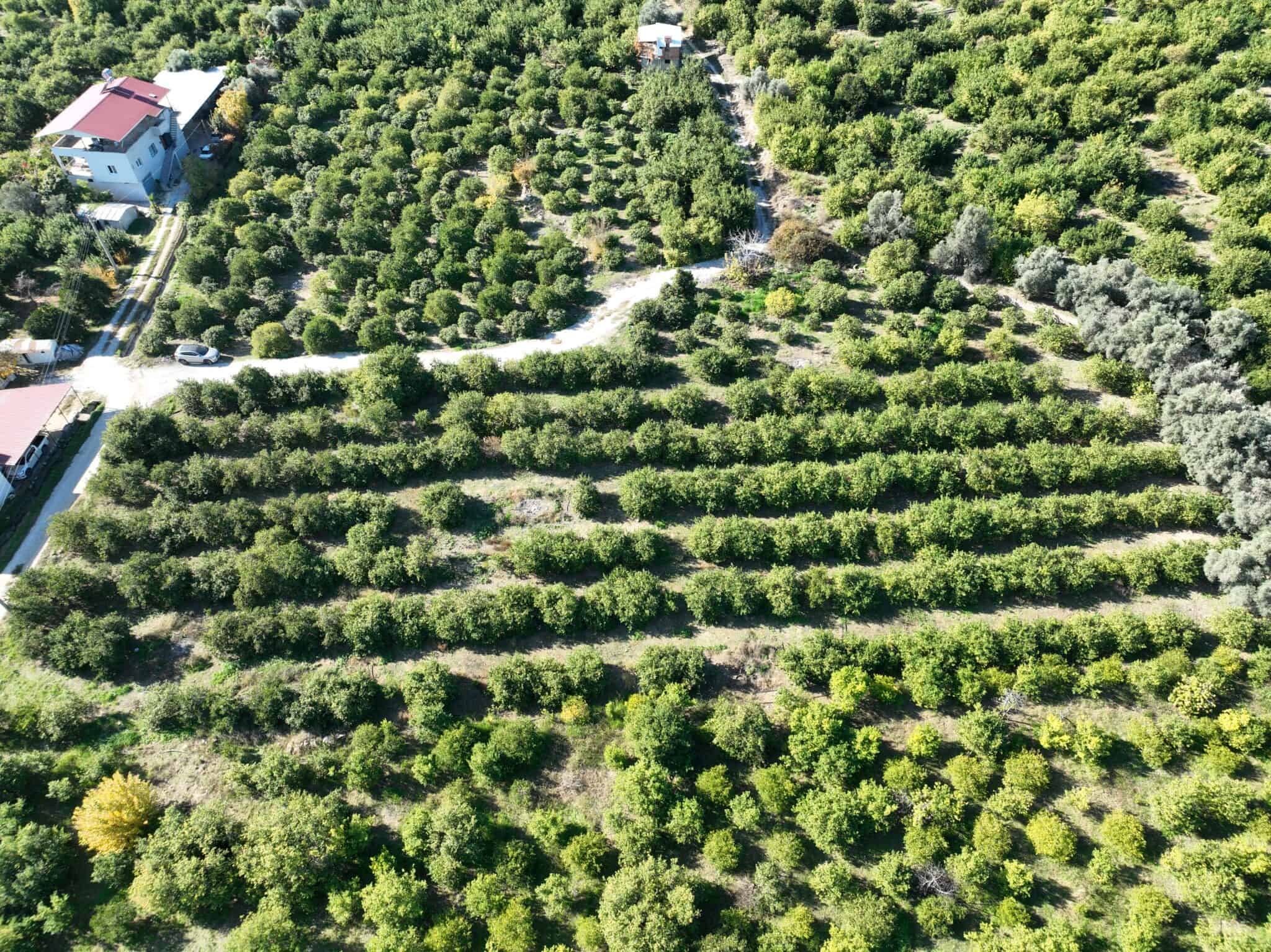 Mersin Erdemli Tömük Satılık Limon Bahçesi