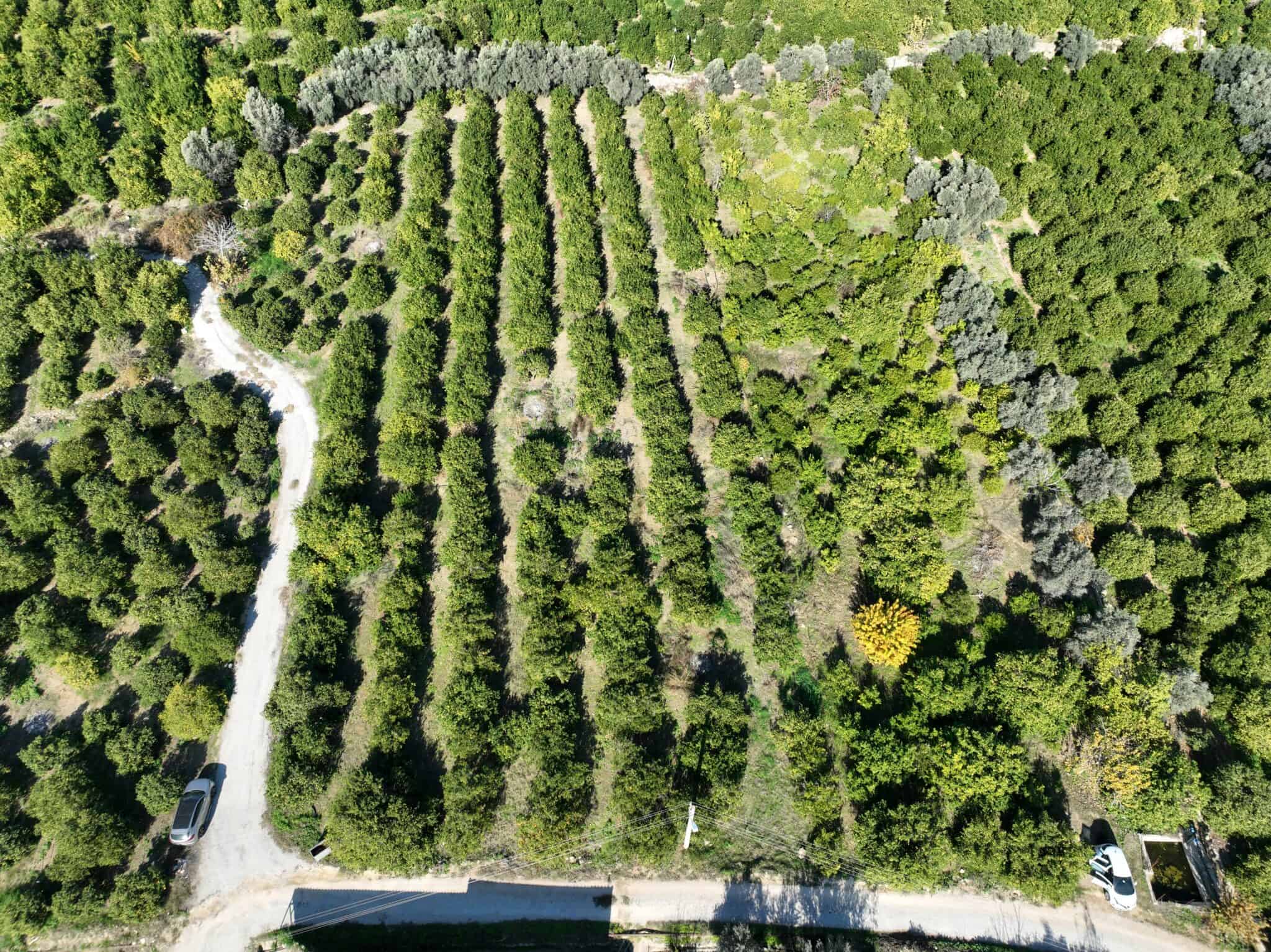 Mersin Erdemli Tömük Satılık Limon Bahçesi
