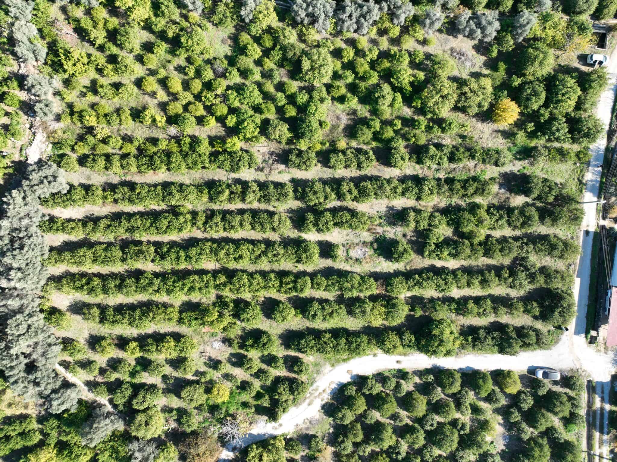 Mersin Erdemli Tömük Satılık Limon Bahçesi
