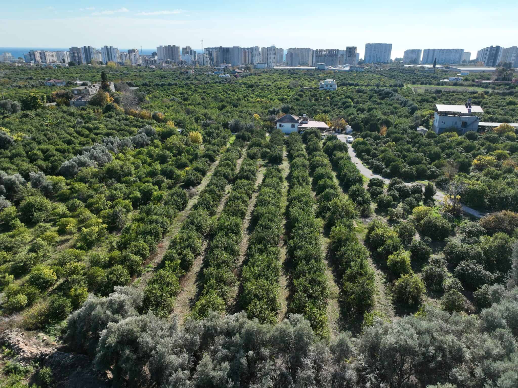 Mersin Erdemli Tömük Satılık Limon Bahçesi