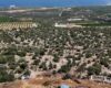 Mersin Erdemli Tırtar Marina Limanı Kuzeyinde Satılık Tarla