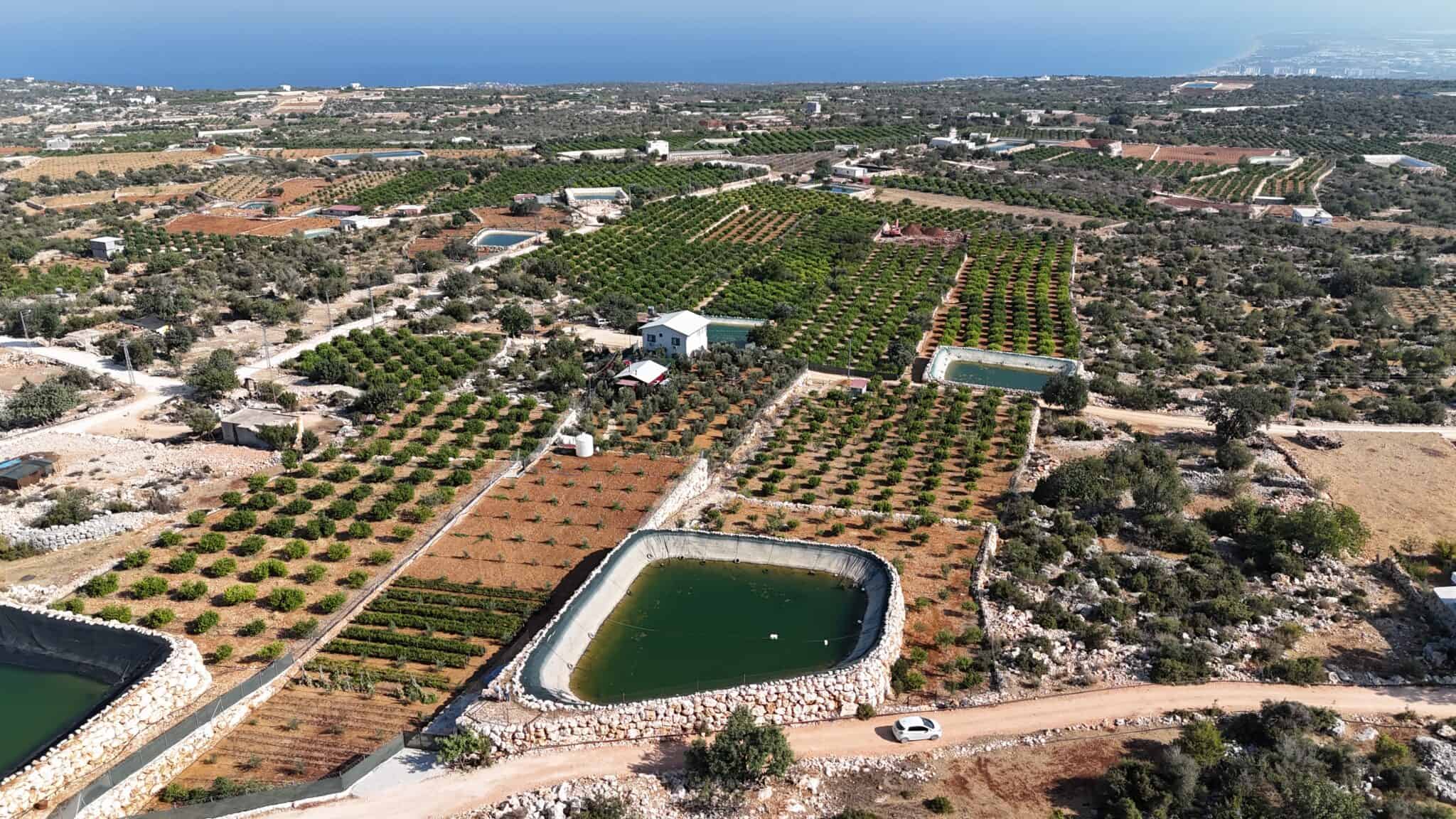 Lemon Garden for Sale in Narlıkuyu Hasanaliler, Silifke, Mersin