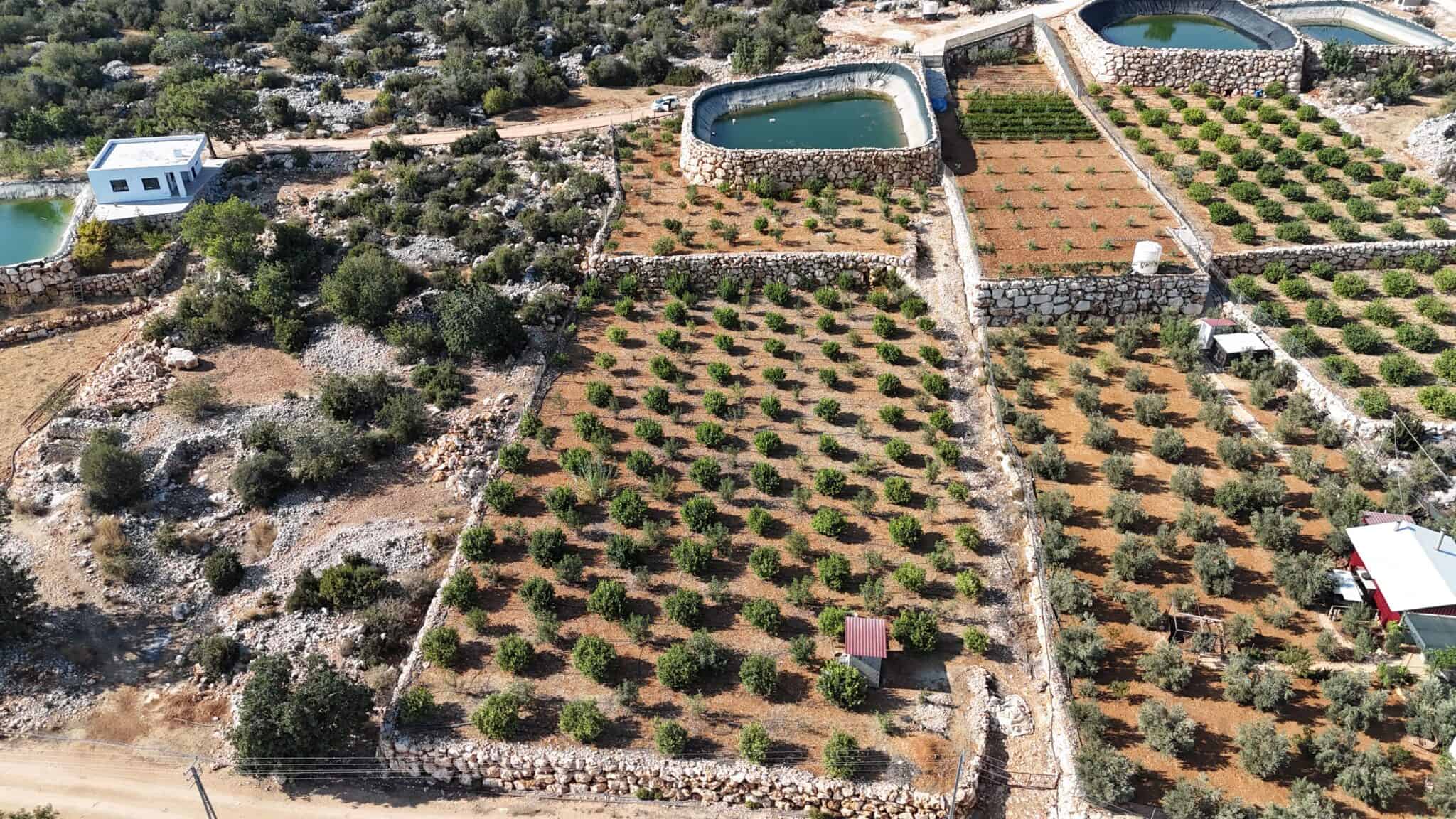 Lemon Garden for Sale in Narlıkuyu Hasanaliler, Silifke, Mersin