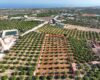 MERSİN SİLİFKE NARLIKUYU HASANALİLER DENİZ MANZARALI SATILIK LİMON BAHÇESİ