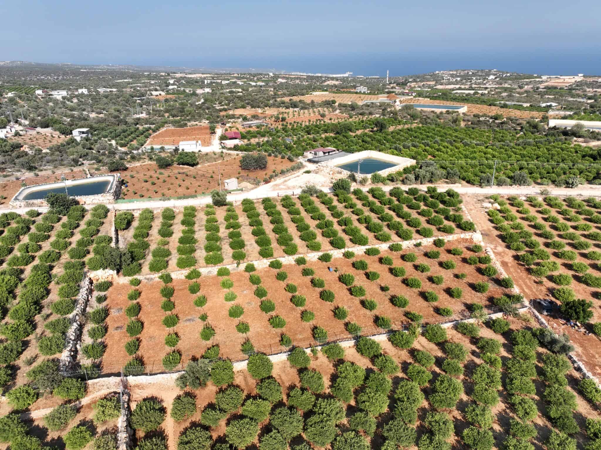 Lemon Garden for Sale in Narlıkuyu Hasanaliler, Silifke, Mersin