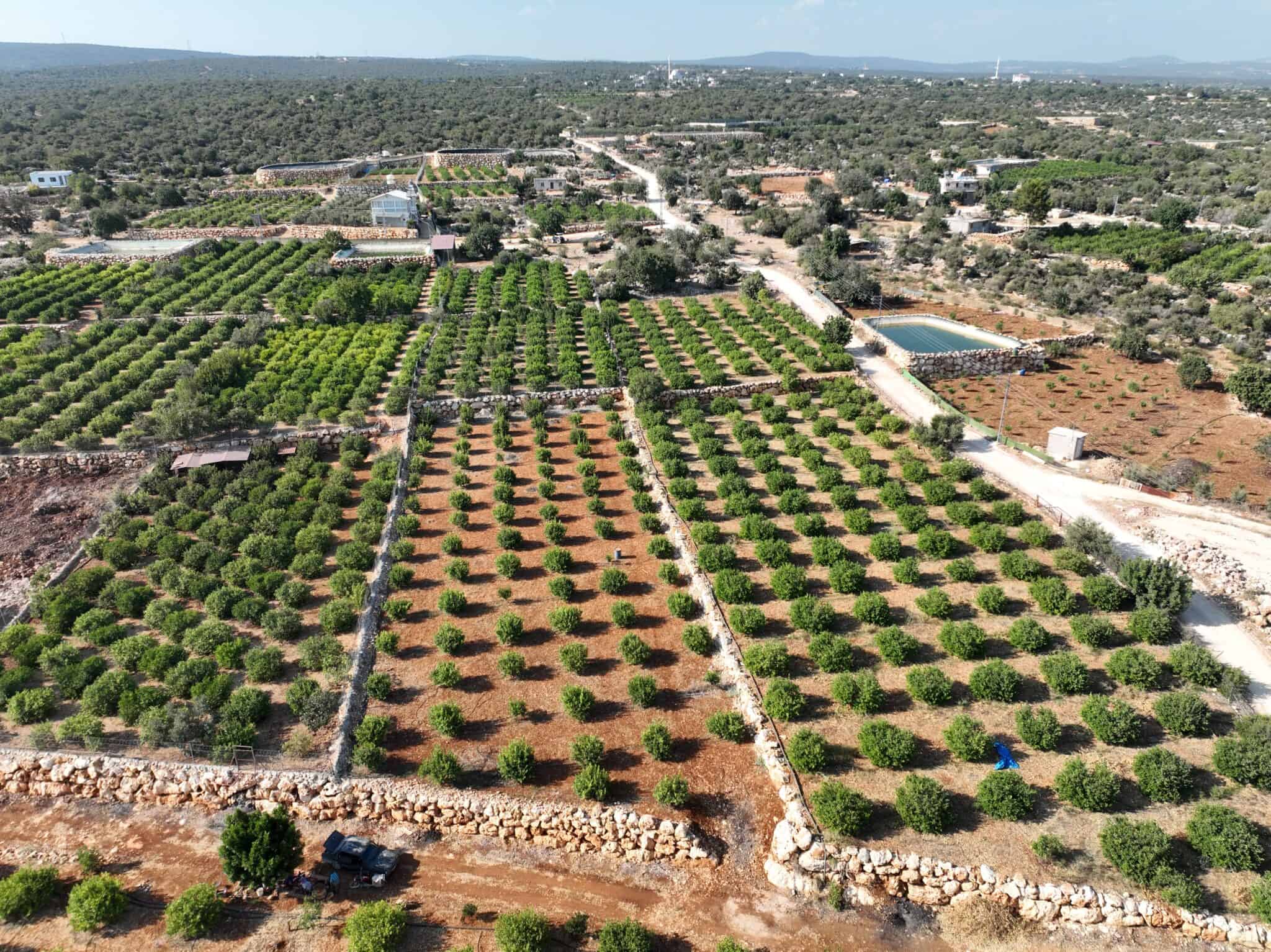 Lemon Garden for Sale in Narlıkuyu Hasanaliler, Silifke, Mersin
