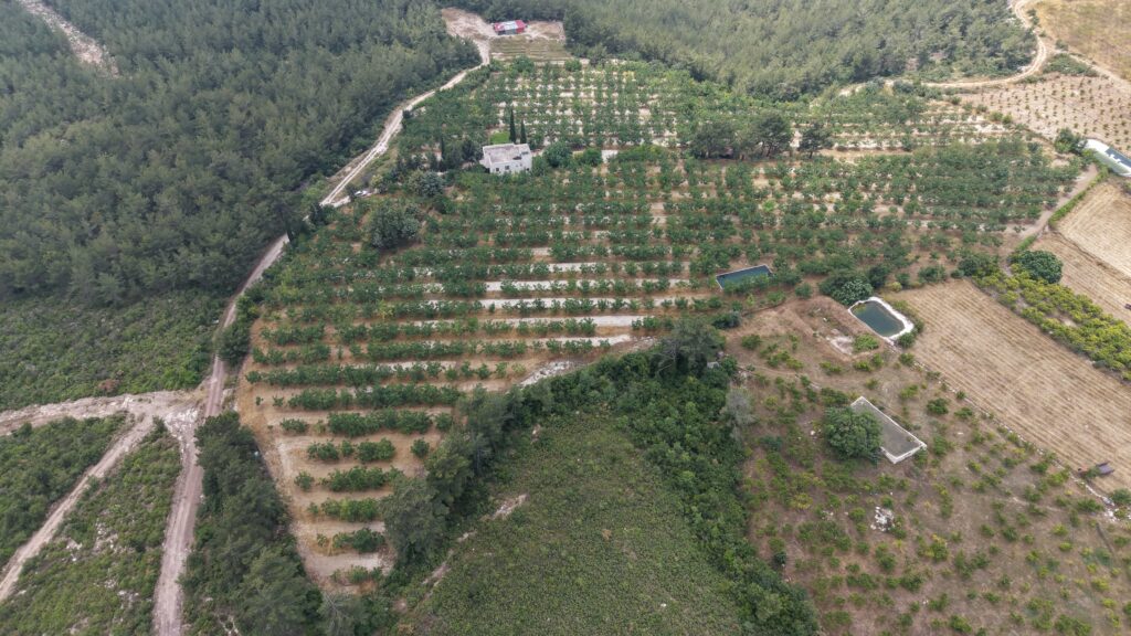 Walnussplantage mit Meerblick in Tömük İlemin, Erdemli, Mersin zu verkaufen