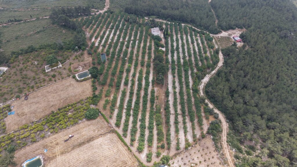 Walnussplantage mit Meerblick in Tömük İlemin, Erdemli, Mersin zu verkaufen