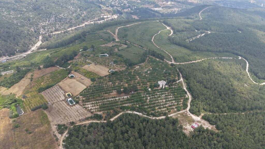 Walnussplantage mit Meerblick in Tömük İlemin, Erdemli, Mersin zu verkaufen