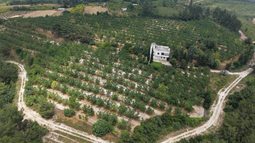 Walnussplantage mit Meerblick in Tömük İlemin, Erdemli, Mersin zu verkaufen