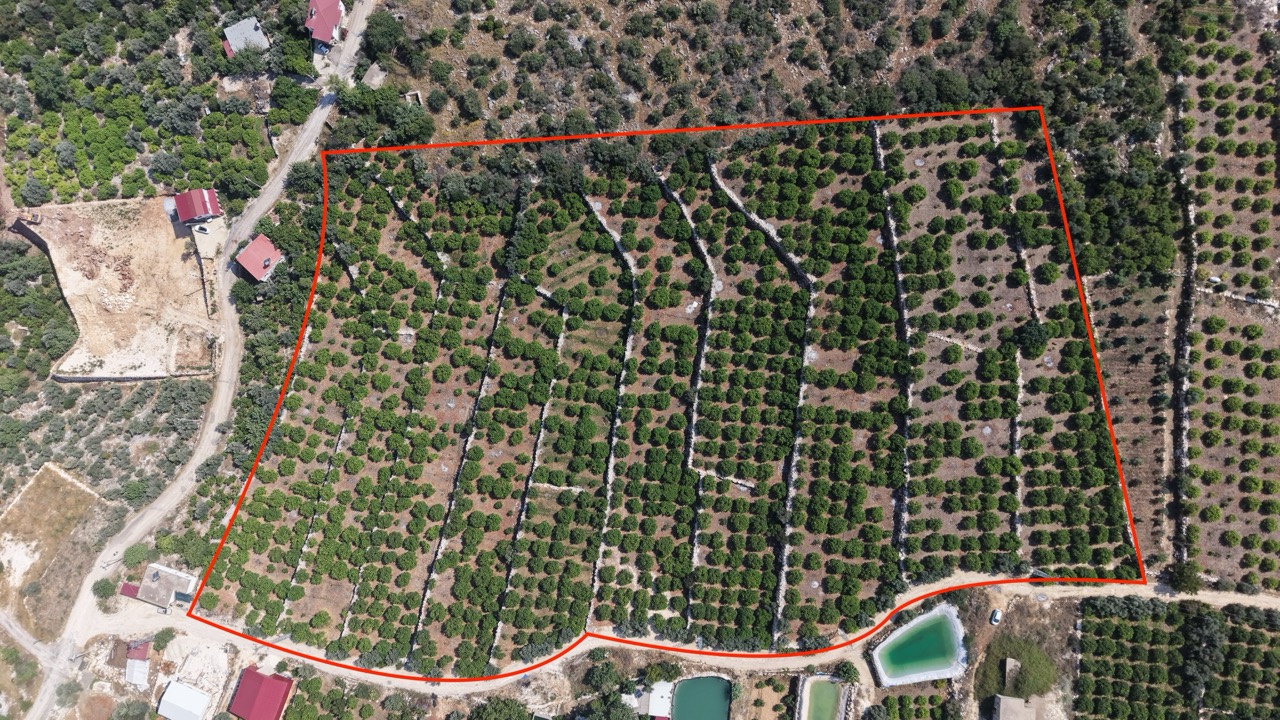 Citroenboomgaard te koop in Tırtar, Kumkuyu, Erdemli, Mersin, met uitzicht op zee